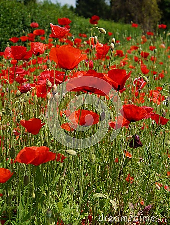 Red poppies on a meadow