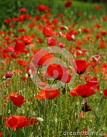 Red poppies on a meadow