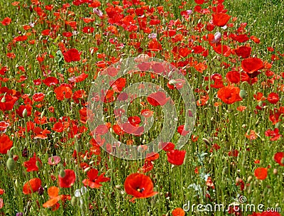 Red poppies on a meadow