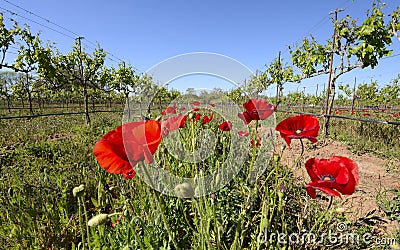 Red Poppies in a Texas Vineyard