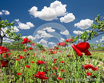 Red Poppies in a Texas Vineyard