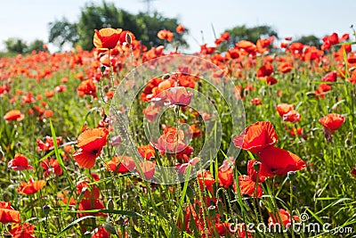 Red poppies.