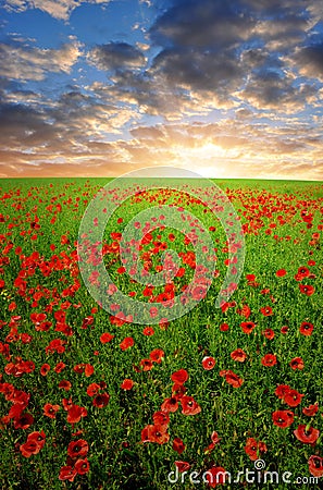 Red poppy field