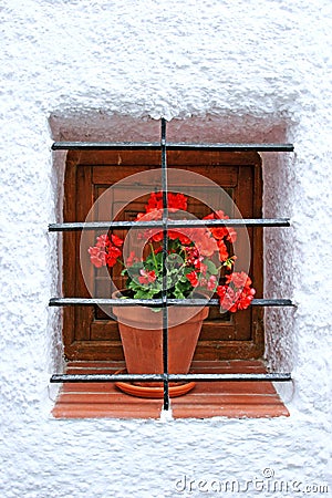 Red potted plant on window sill with bars