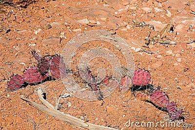 Red Prickly Pear Cactus in the Southwest