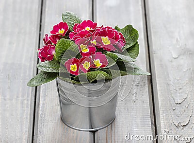 Red primula flowers in silver bucket on wooden table