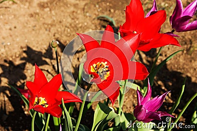 Red and purple tulips