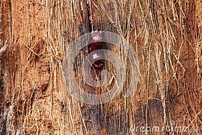 Gum tree bark with resin drop