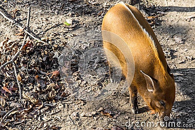 Red River Hog - African Wildlife