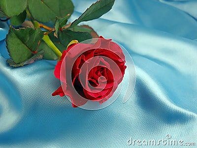 Red%20rose%20on%20blue