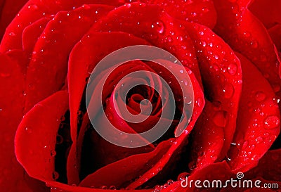 Red rose flower