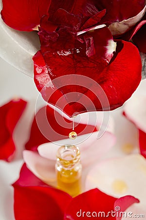 Red rose flower with rose oil