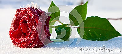 Red rose in ice
