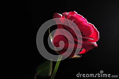 Red Rose Petal