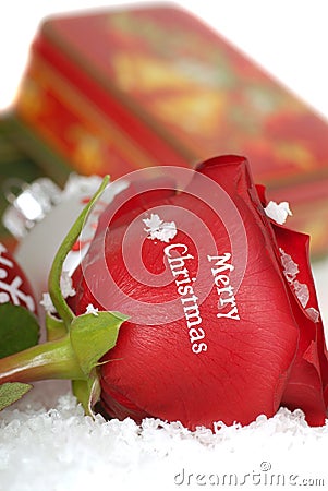 Red Rose that says Merry Christmas on it