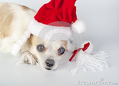 Red Santa hat on Chihuahua dog head