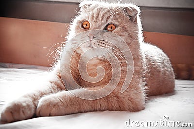 Red scottish fold cat