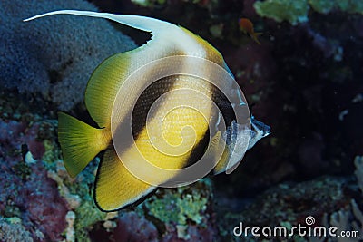 Red Sea bannerfish - Red Sea, Egypt