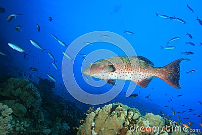 Red Sea Coral Grouper