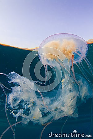 Red sea Jelly fish