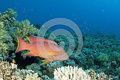 Red sea rock cod fish