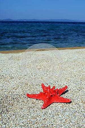 red-sea-star-beach-18846598.jpg