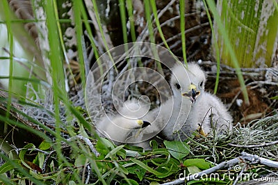 Red-shouldered Hawk Chicks