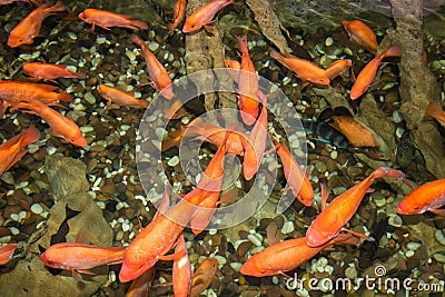 Red small small fishes under water