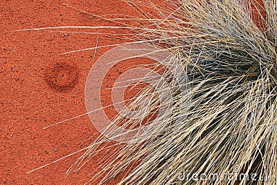 Red Soil and Native Spinifex, Uluru