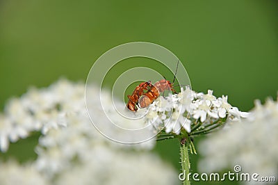 Red soldier beetle