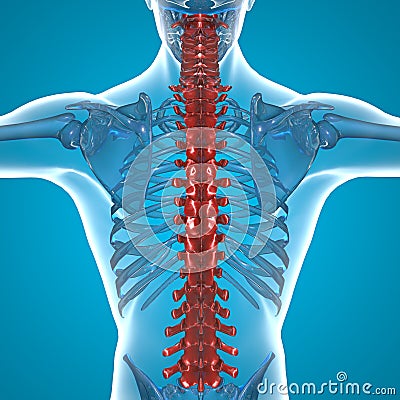 Red Spine x-ray skeleton