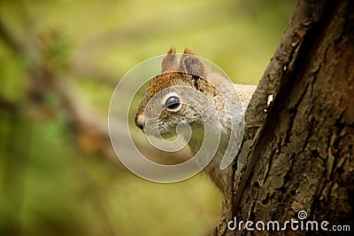 Red Squirrel