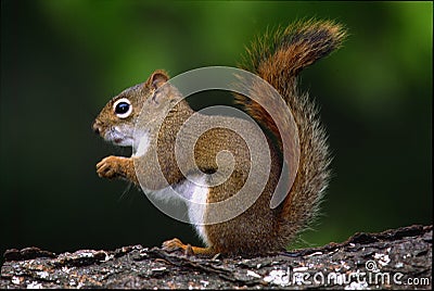 Red Squirrel