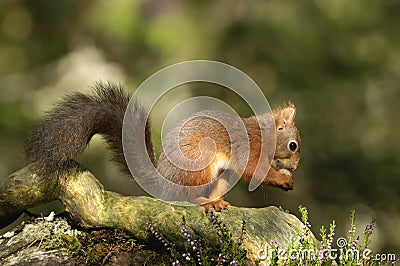 Red Squirrel