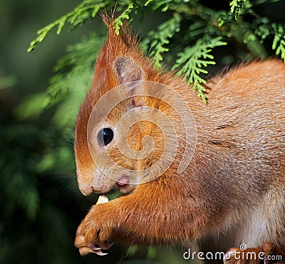 Red Squirrel