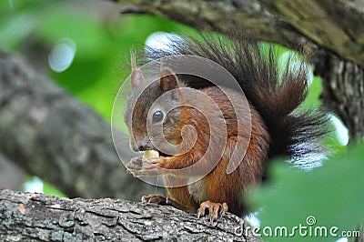 Red Squirrel