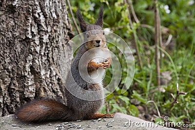 Red squirrel