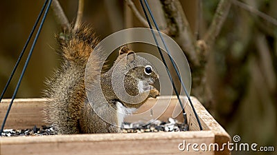 Red Squirrel Feeding