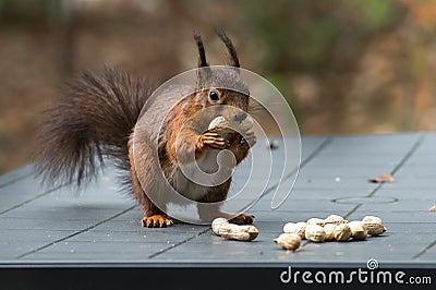 Red squirrel on garden table full of peanuts