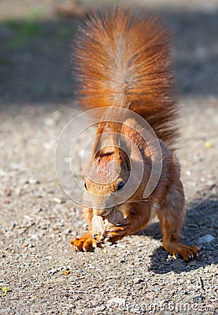 Red squirrel with nut