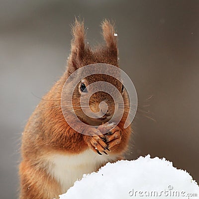 Red Squirrel (Sciurus Vulgaris) in the Snow