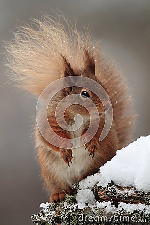 Red Squirrel (Sciurus Vulgaris) in the Snow