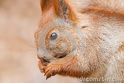 Red squirrel side view