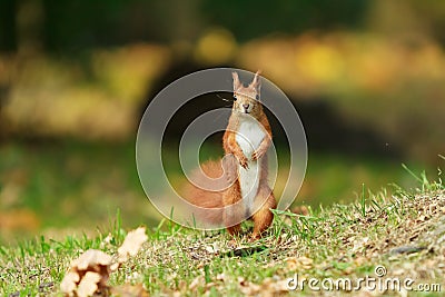 Red squirrel.