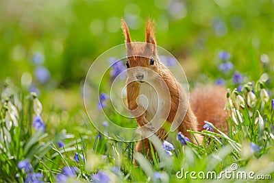 Red squirrel tiptoe