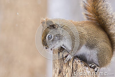 Red Squirrel in the winter