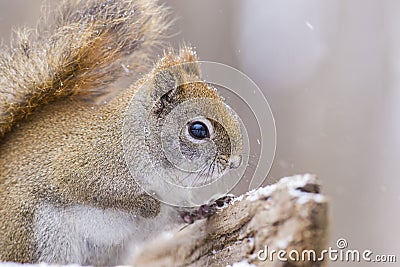 Red Squirrel in the winter