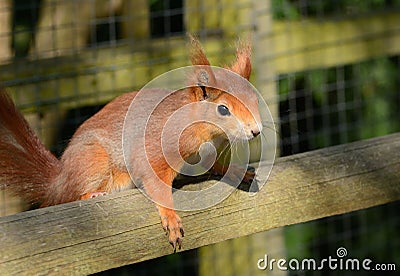 Red Squirrel