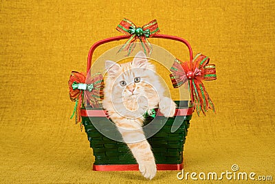 Red Tabby Siberian Forest Cat kitten sitting inside green Christmas basket on gold background