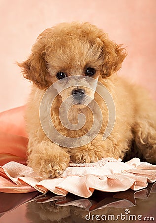 Red Toy Poodle puppy